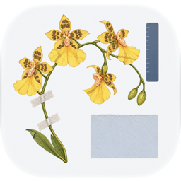 Paphia app icon